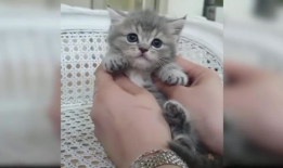 猫咪在线视频,猫咪在线视频盘点